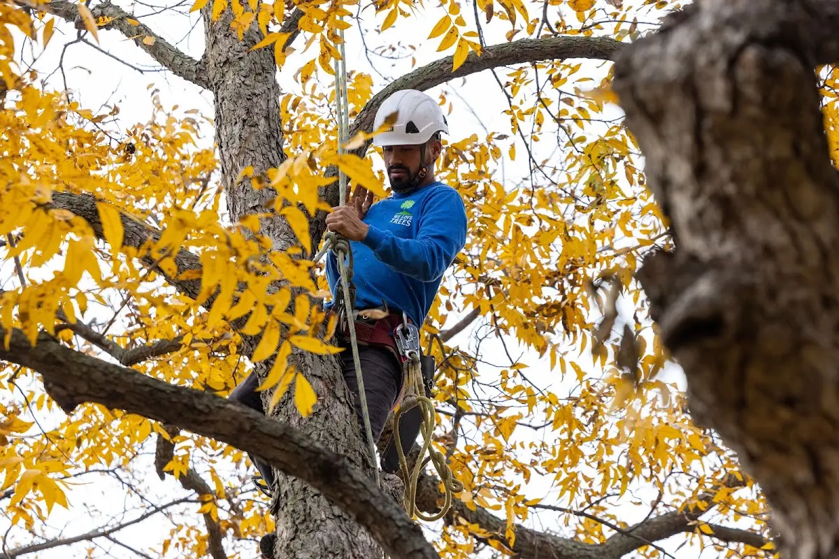 Skilled Tree Planing crew working in Minatare